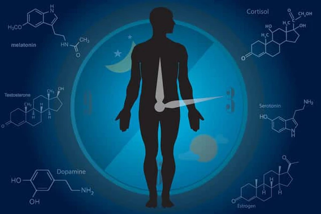 人体轮廓、昼夜变化与生物钟示意